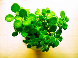 پلکترانتوس آمبوینیکاس